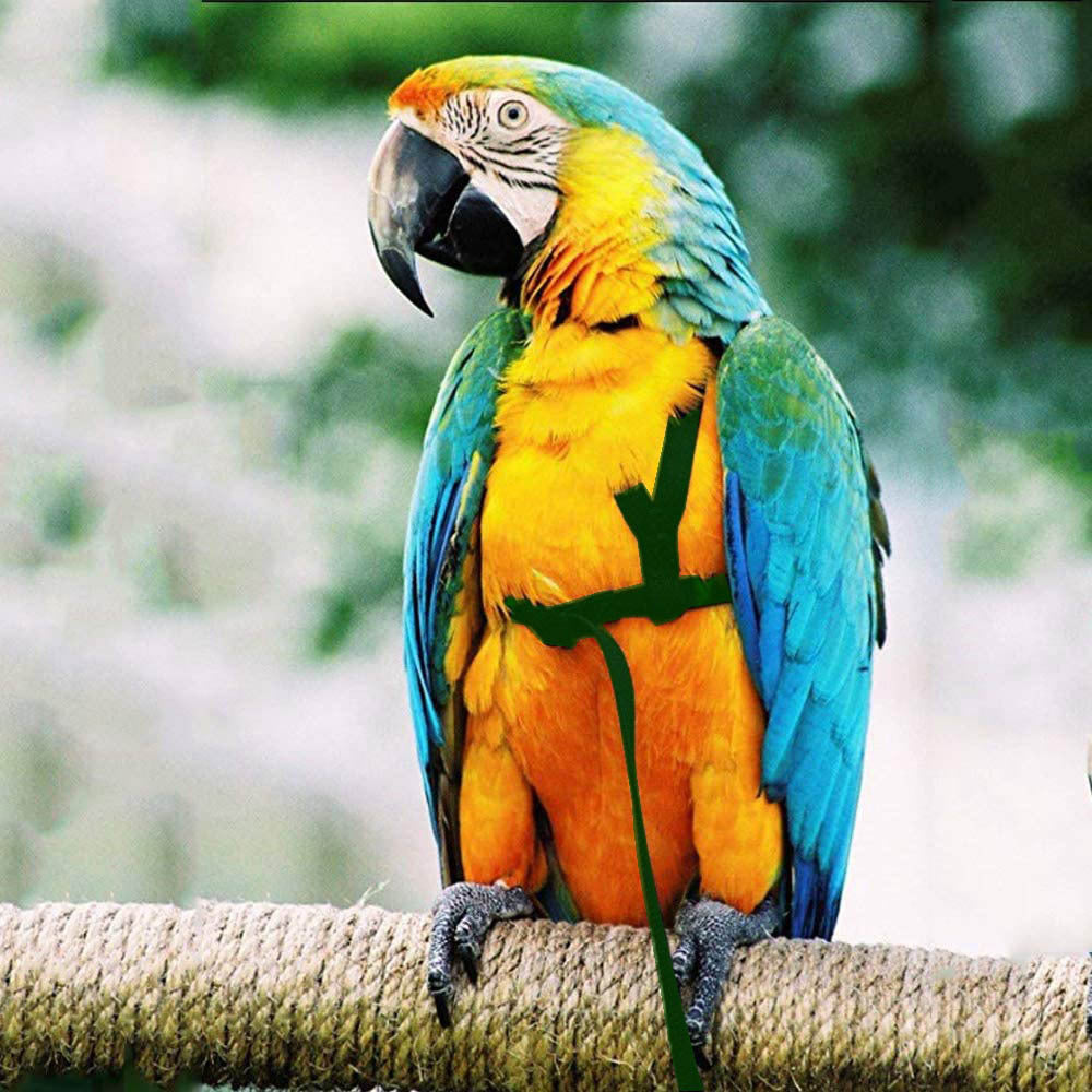 Bird harness and flight leash